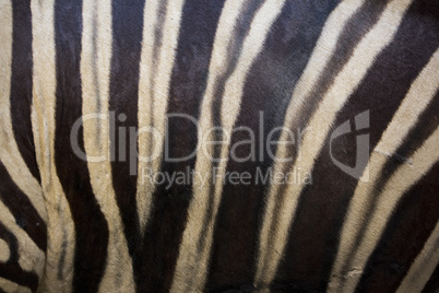 zebra skin fur stripes