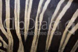 zebra skin fur stripes