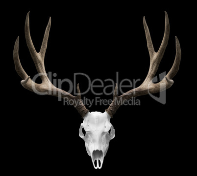 Isolted deer skull