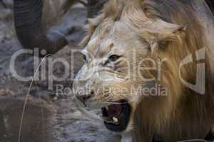 Big lion showing his teeth