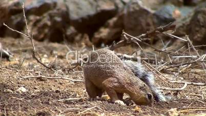Afrikanisches Borstenhörnchen (Xerus)
