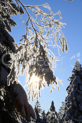 Verschneiter Ast im Gegenlicht