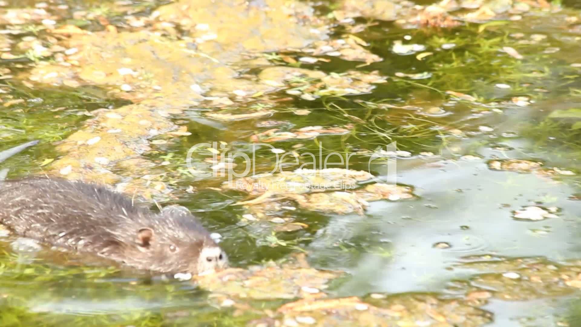Wasserratte Lizenzfreie Stock Videos und Clips