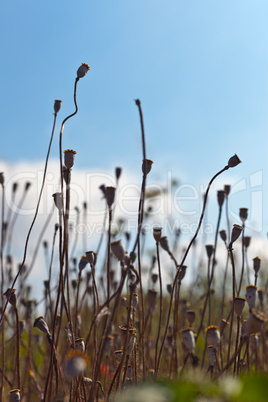 Wild poppies growing in a spring field