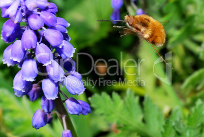 hummel im anflug