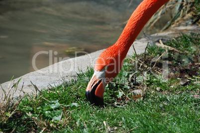 flamingo beim fressen