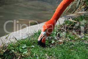 flamingo beim fressen