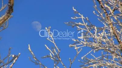Moon and snowing tree tops