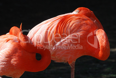 roter flamingo