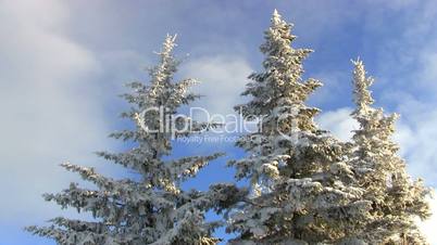 Mountain top snow covered pines