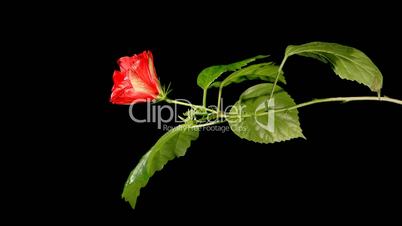 Blooming red roses on a black background
