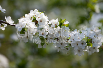 Spring flowers of cherry tree