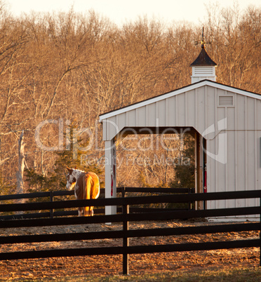 Horse in paddock by stable at sunset
