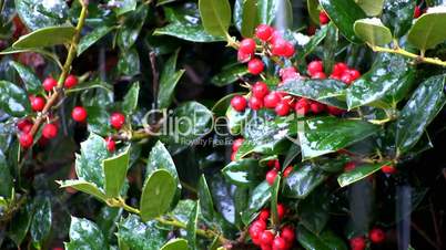 Holly berries and snow drops
