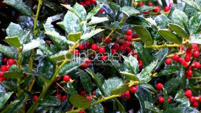 Holly berries and snow drops; 2
