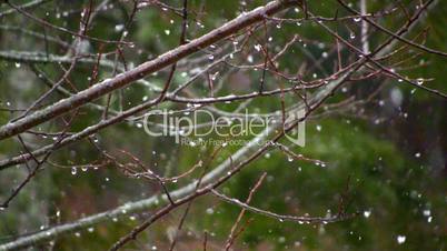 Snowfall and water drops on tree