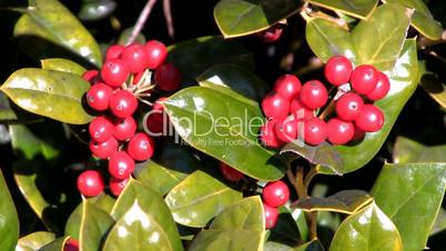 Holly berries in the sunshine