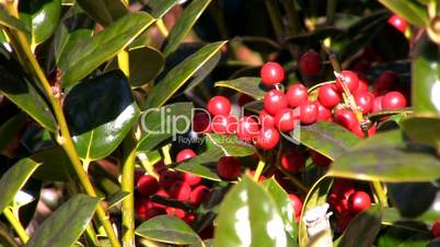 Holly berries in the sunshine; 2