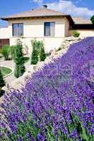 Mansion with Lavender Field