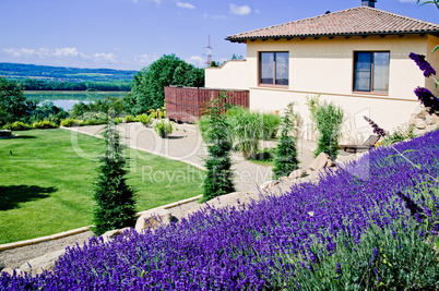 Lavender Field in Garden