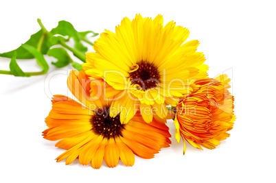 Calendula