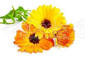 Calendula