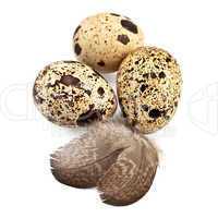 Eggs quail