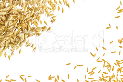 Frame from the stems and grains of oats on white background