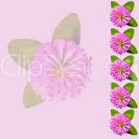 Frame with clover on a pink background