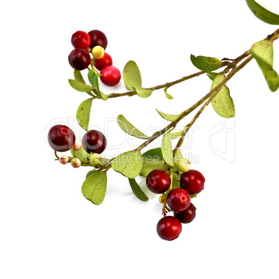 Lingonberry on a branch