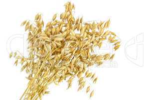 Oat stalks sheaf