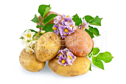 Potato yellow and pink with a flower