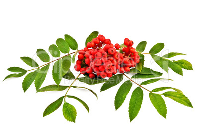Rowan red with leaves