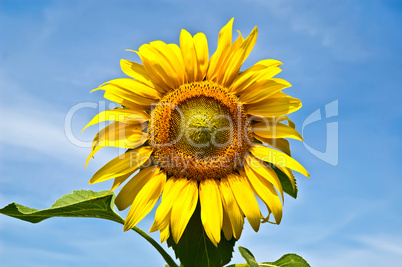 Sunflower yellow