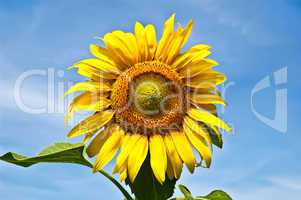 Sunflower yellow