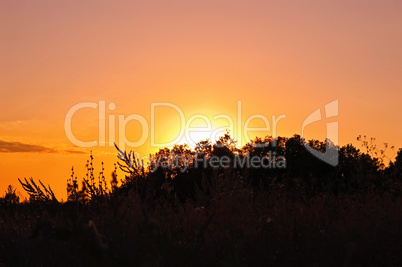 Sunset against the backdrop of trees