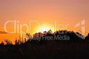 Sunset against the backdrop of trees