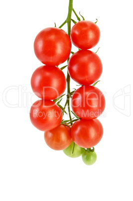 Tomatoes small on a branch