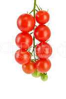 Tomatoes small on a branch