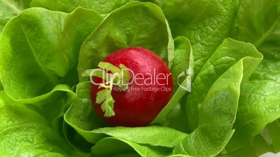 Lettuce and red radish