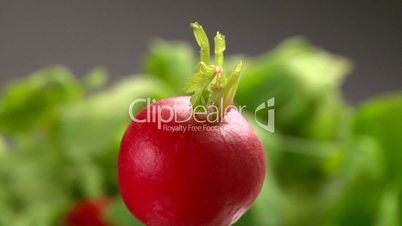 Red radish