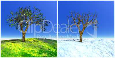 Summer and winter tree