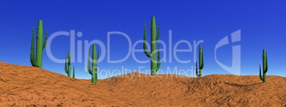 Landscape cactus in desert