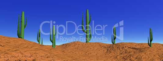 Landscape cactus in desert