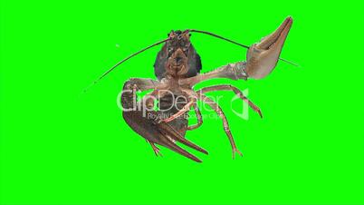 Lobster (green screen)