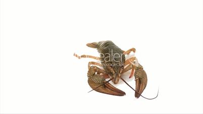 Lobster crawls