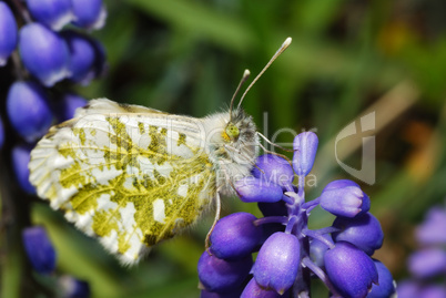 schmetterling sitzt auf blüte