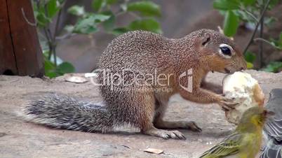 Afrikanisches Borstenhörnchen (Xerus)