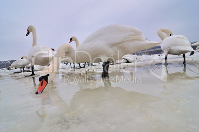Swans on frozen river