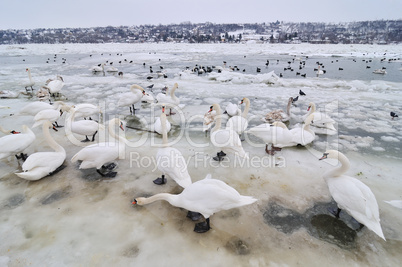 Swans on frozen river